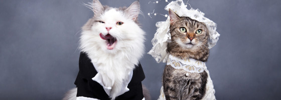 Wedding Advice via Cats from NJ Wedding Venue Pro